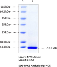 β-NGF (human, recombinant)