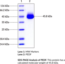 PEDF (human, recombinant)