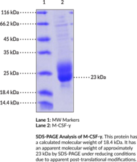 M-CSF-? (human, recombinant)