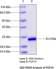 FGF19 (human, recombinant)