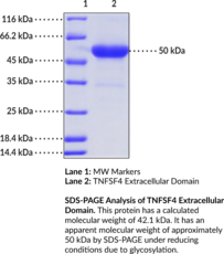 TNFSF4 Extracellular Domain (human, recombinant)