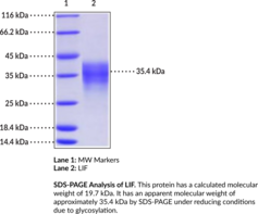 LIF (human, recombinant)