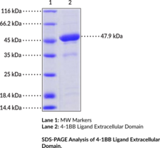 4-1BB Ligand Extracellular Domain (human, recombinant)