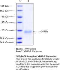 VEGF-A 164 variant (mouse, recombinant)