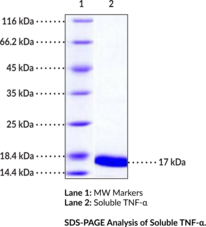 Soluble TNF-? (mouse, recombinant)