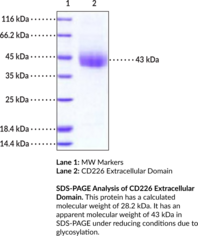 CD226 Extracellular Domain (mouse, recombinant; His-tagged)