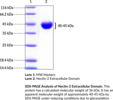 Nectin-2 Extracellular Domain (mouse, recombinant)