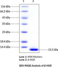 β-NGF (mouse, recombinant)