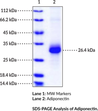 Adiponectin (mouse, recombinant)