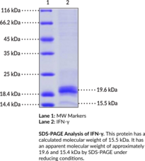 IFN-? (mouse, recombinant)