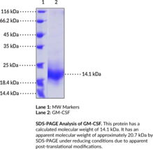 GM-CSF (mouse, recombinant)