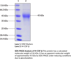 M-CSF-? (mouse, recombinant)