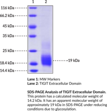 TIGIT Extracellular Domain (human, recombinant)