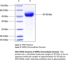 SIRP? Extracellular Domain (human, recombinant)