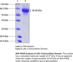 LAG-3 Extracellular Domain (human, recombinant)