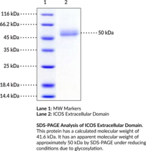 ICOS/CD278 Extracellular Domain (human, recombinant)