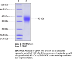 CD47 (human, recombinant)