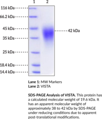 VISTA (human, recombinant)