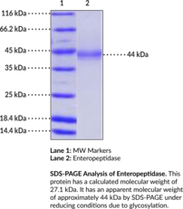 Enteropeptidase (bovine, recombinant)