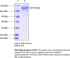 IDS (human, recombinant)