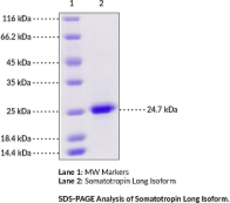 Somatotropin Long Isoform (human, recombinant)