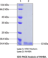 INHBA (recombinant)