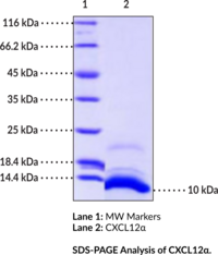 CXCL12? (human, recombinant)