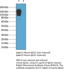 IgG2c (mouse) Rabbit Monoclonal Antibody