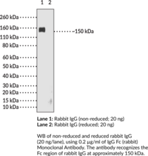IgG Fc (rabbit) Monoclonal Antibody