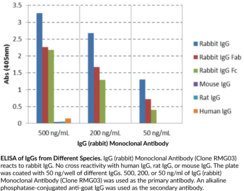 IgG (rabbit) Monoclonal Antibody