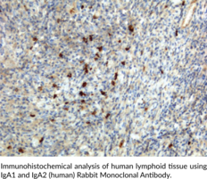 IgA1 and IgA2 (human) Rabbit Monoclonal Antibody