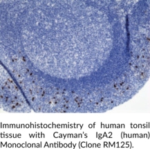 IgA2 (human) Monoclonal Antibody