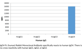 IgG4 Fc (human) Rabbit Monoclonal Antibody