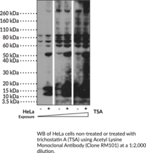 Acetyl Lysine Monoclonal Antibody (Clone RM101)