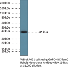 GAPDH (C-Term) Rabbit Monoclonal Antibody