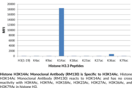 Histone H3K14Ac Monoclonal Antibody