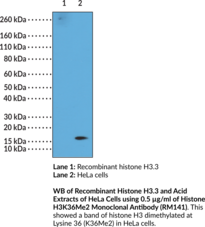 Histone H3K36Me2 Monoclonal Antibody