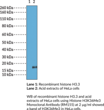 Histone H3K36Me3 Monoclonal Antibody