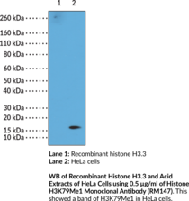 Histone H3K79Me1 Monoclonal Antibody