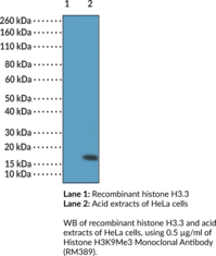 Histone H3K9Me3 Monoclonal Antibody