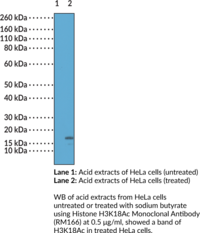 Histone H3K18Ac Monoclonal Antibody
