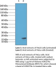 Histone H3K27Ac Monoclonal Antibody