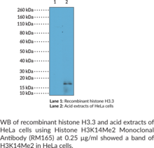 Histone H3K14Me2 Monoclonal Antibody