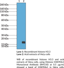 Histone H3K9Me1 Monoclonal Antibody