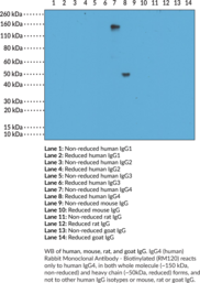 IgG4 (human) Rabbit Monoclonal Antibody - Biotinylated