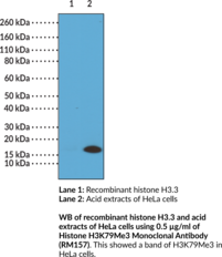 Histone H3K79Me3 Monoclonal Antibody