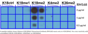 Histone H3K18Me2 Monoclonal Antibody