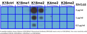 Histone H3K18Me2 Monoclonal Antibody