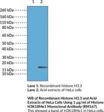 Histone H3K18Me1 Monoclonal Antibody