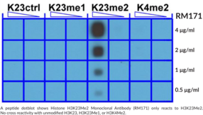 Histone H3K23Me2 Monoclonal Antibody